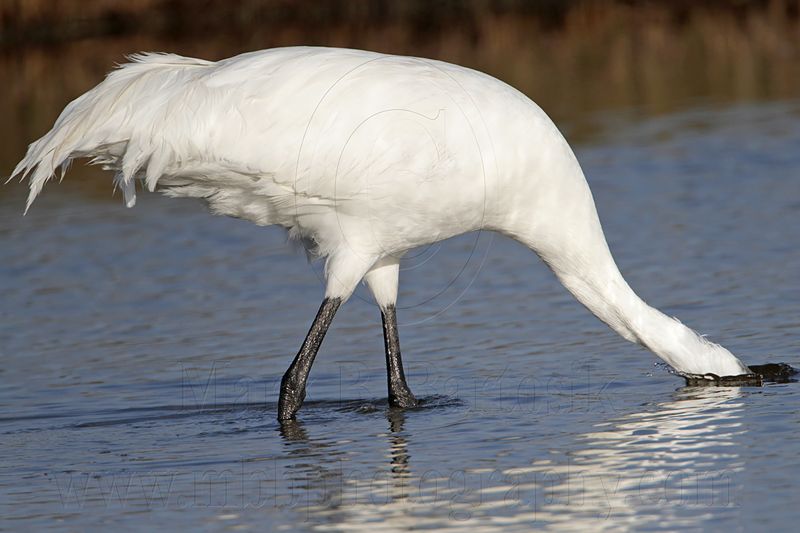 _MG_1916 Whooping Crane - Scarbaby.jpg