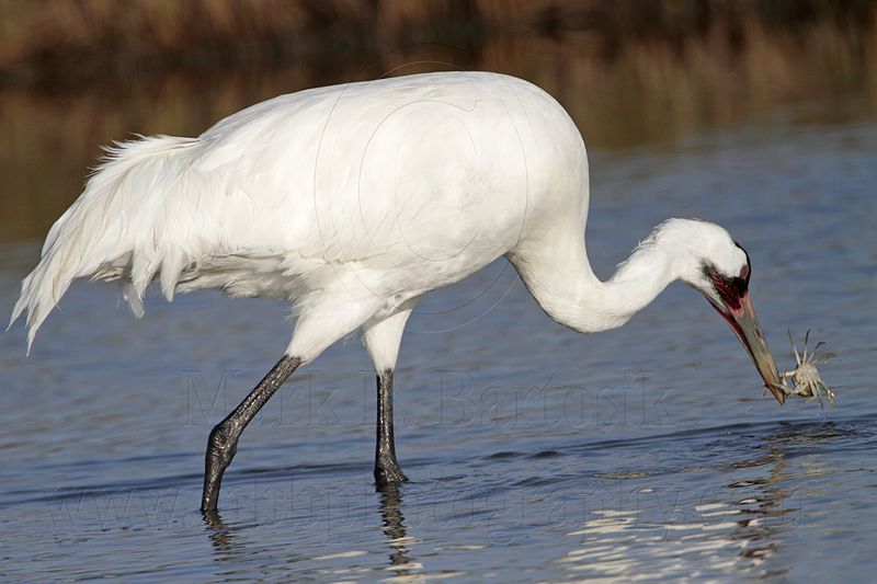 _MG_1925 Whooping Crane - Scarbaby.jpg