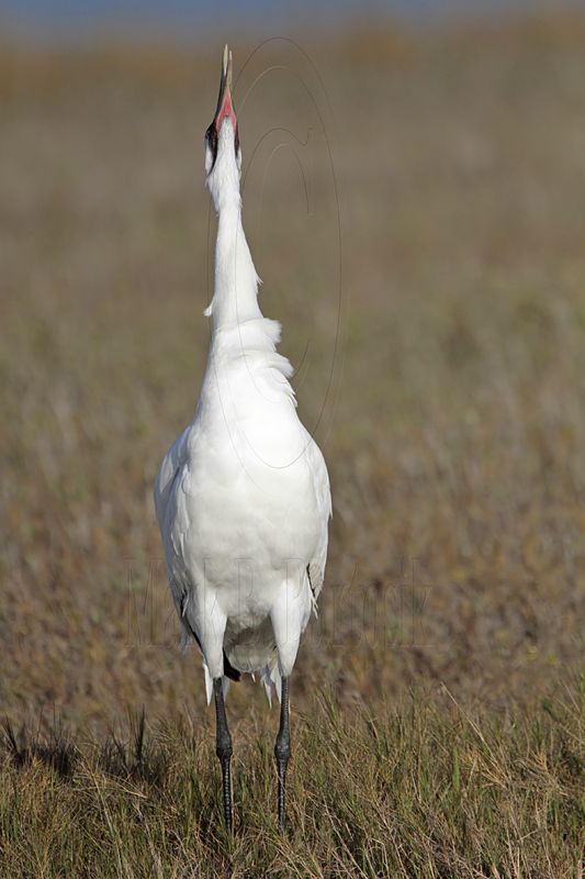 _MG_2226 Whooping Crane - Scarbaby.jpg