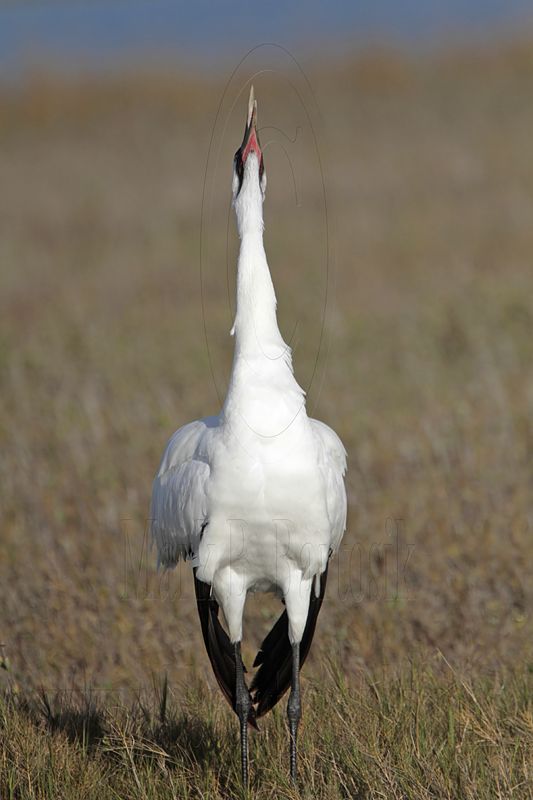 _MG_2247 Whooping Crane - Scarbaby.jpg