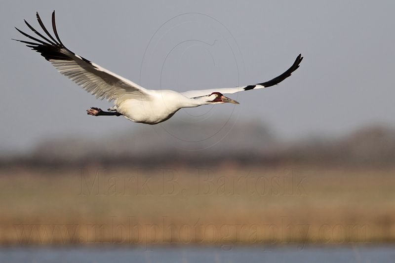 _MG_2441 Whooping Crane - Scarbabys mate.jpg
