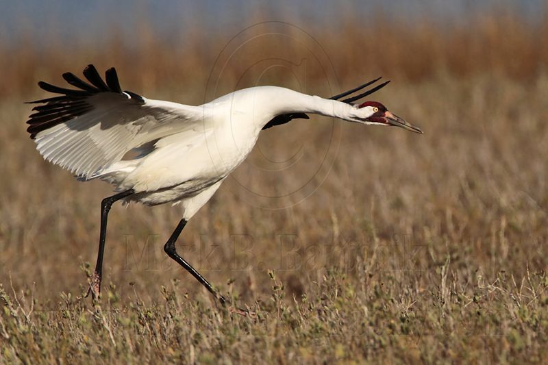 _MG_2486 Whooping Crane - Scarbabys mate.jpg