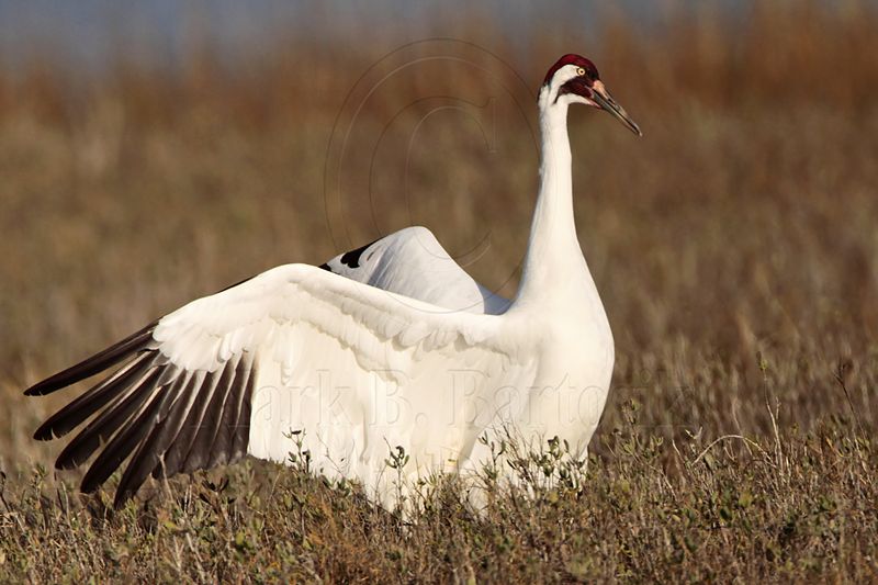 _MG_2495 Whooping Crane - Scarbabys mate.jpg