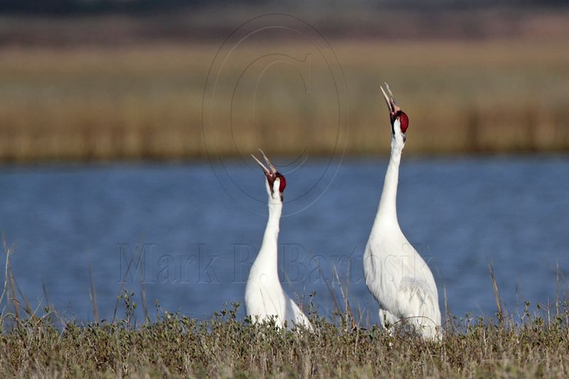 _MG_2849 Whooping Crane - Scarbaby & mate.jpg