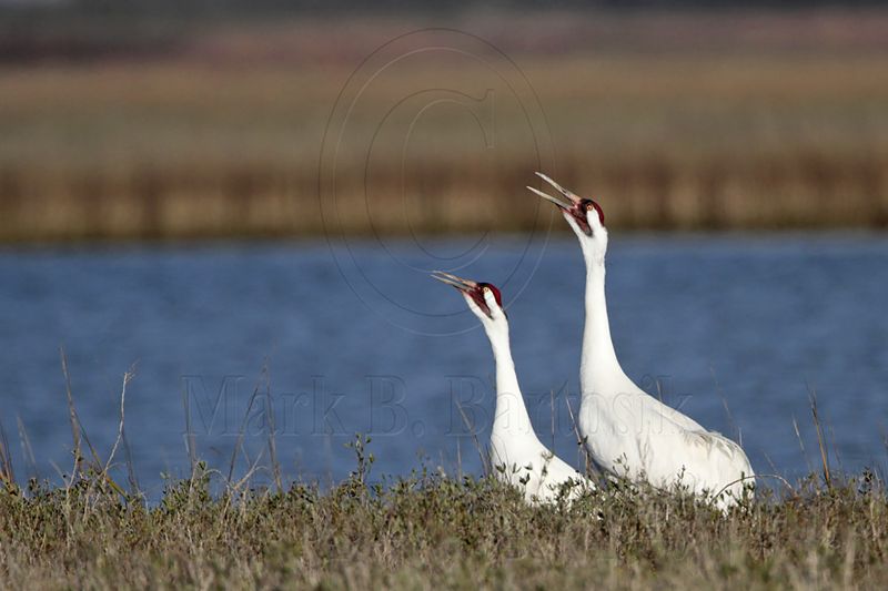 _MG_2864 Whooping Crane - Scarbaby & mate.jpg