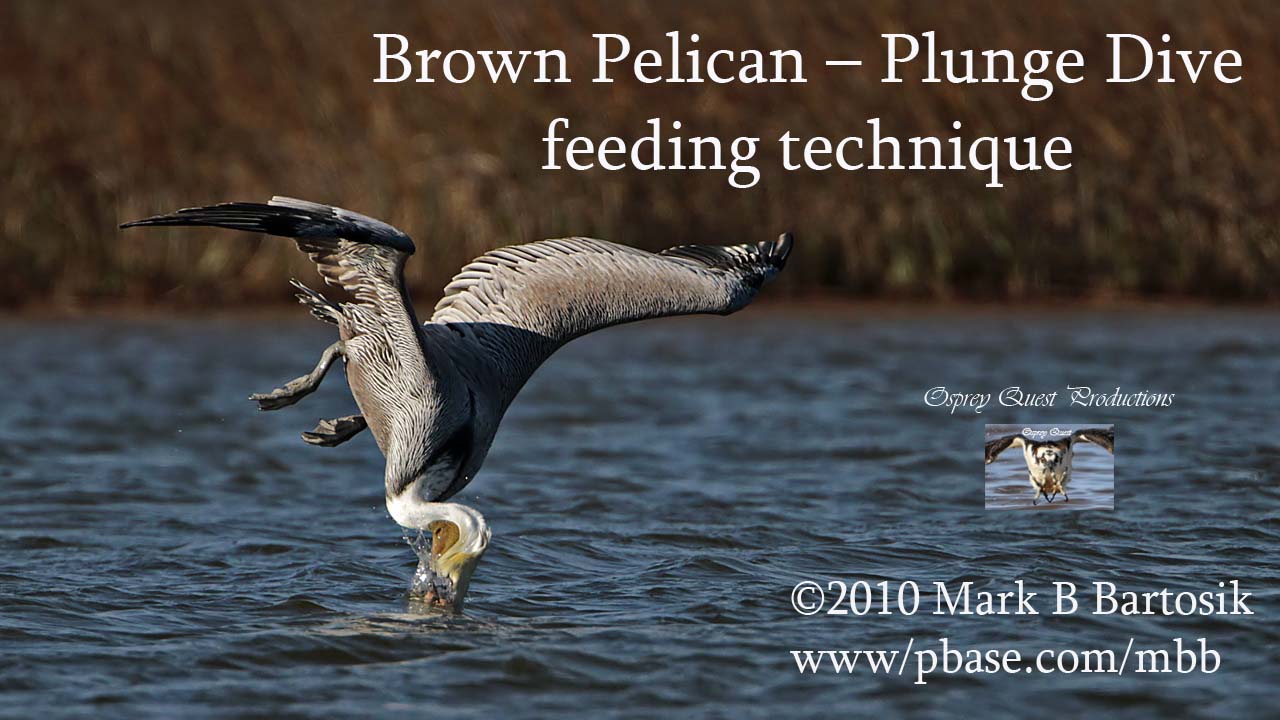 Brown Pelican plunge dive foraging.jpg
