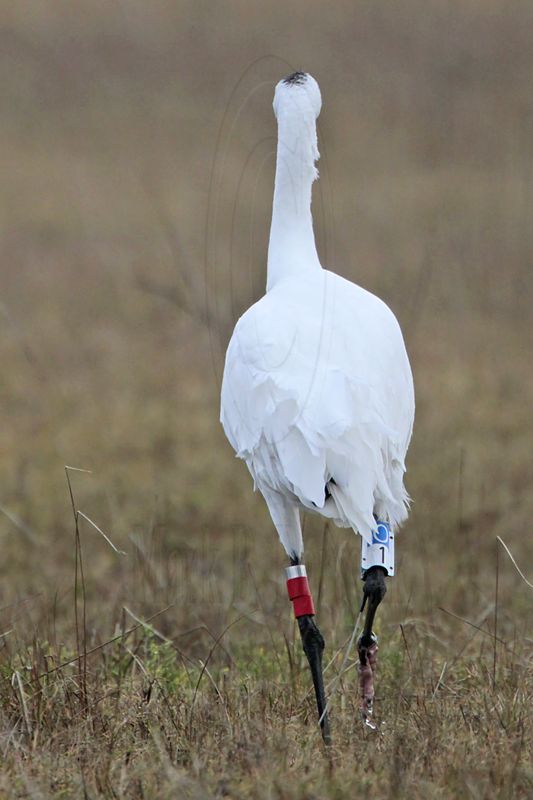 _MG_1622 Whooping Crane.jpg