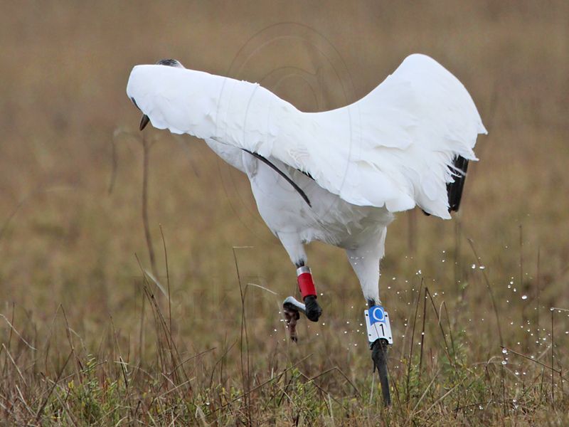 _MG_1638 Whooping Crane.jpg