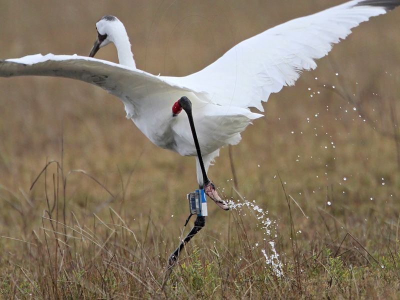 _MG_1642 Whooping Crane.jpg