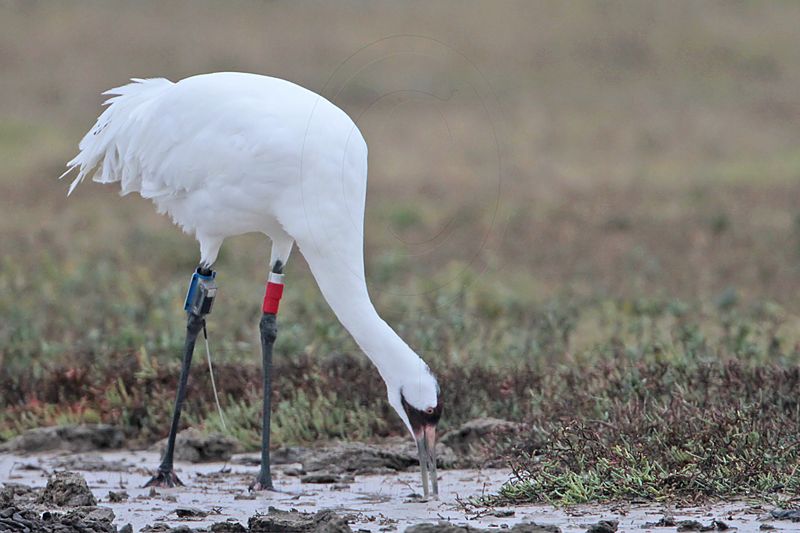 _MG_1879 Whooping Crane.jpg