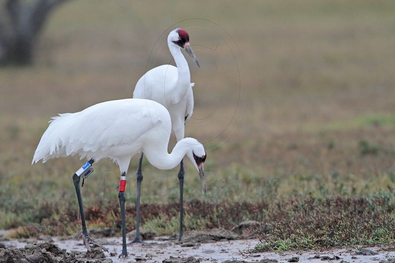 _MG_1919 Whooping Crane.jpg