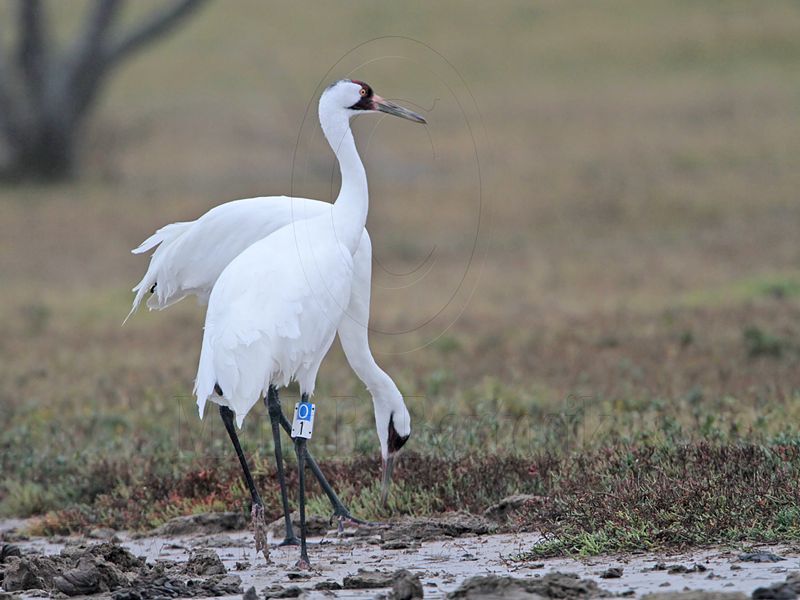 _MG_1929 Whooping Crane.jpg