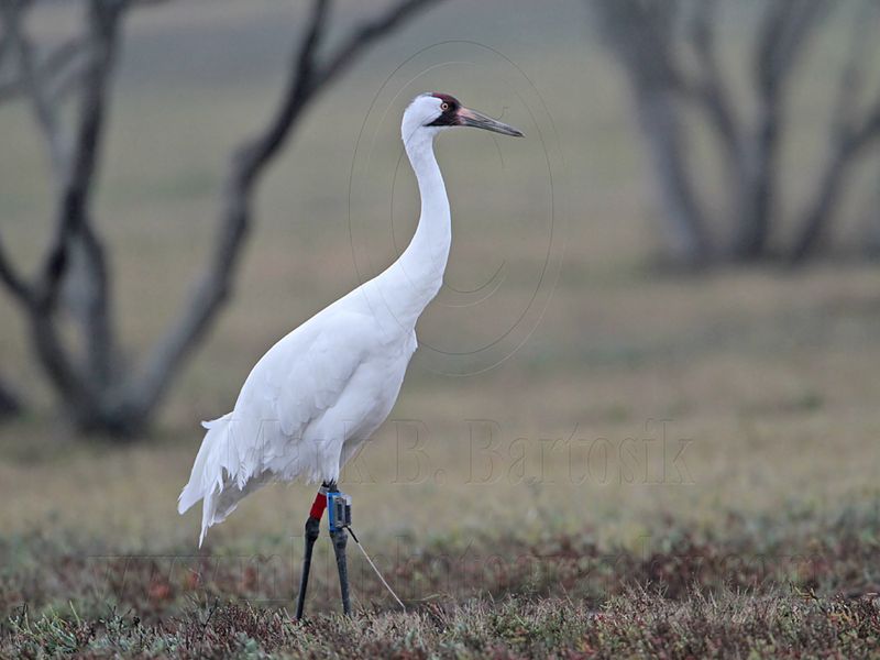 _MG_2112 Whooping Crane.jpg