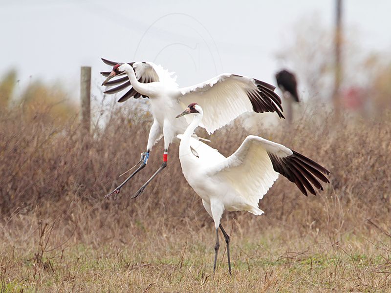 _MG_5598 Whooping Crane.jpg