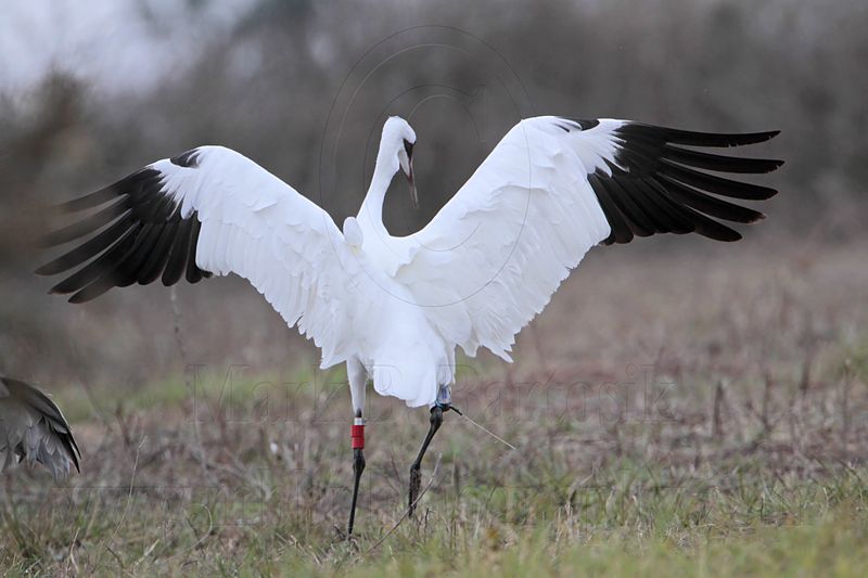 _MG_6192 Whooping Crane.jpg