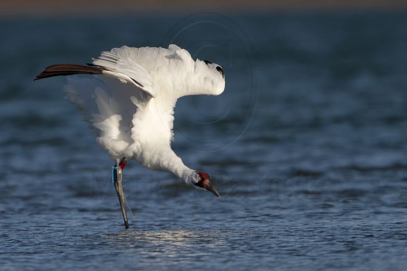 _MG_7844 Whooping Crane.jpg