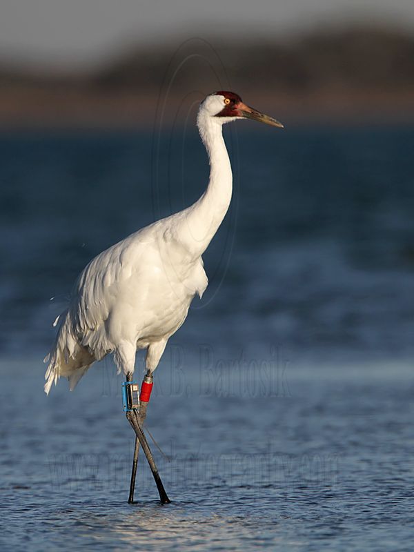 _MG_8029 Whooping Crane.jpg