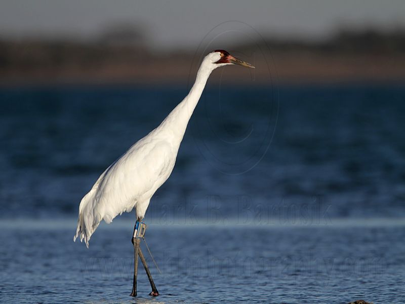 _MG_8077 Whooping Crane.jpg
