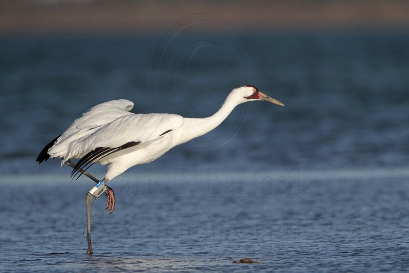 _MG_8097 Whooping Crane.jpg