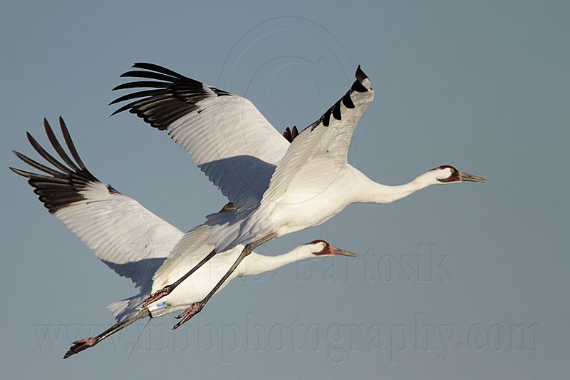 _MG_8132 Whooping Crane.jpg
