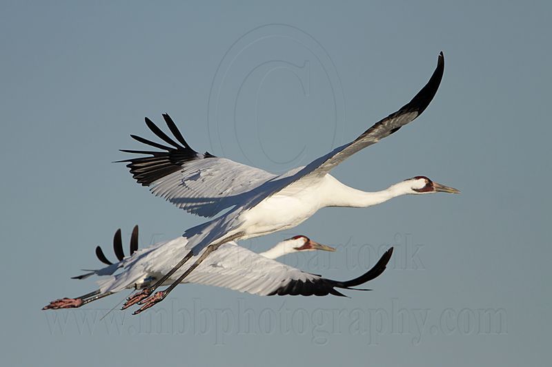 _MG_8133 Whooping Crane.jpg