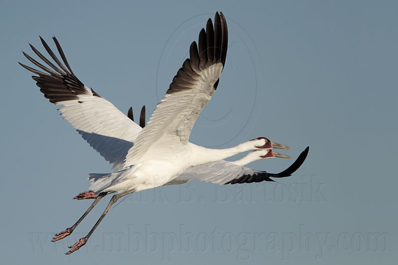 _MG_8138 Whooping Crane.jpg