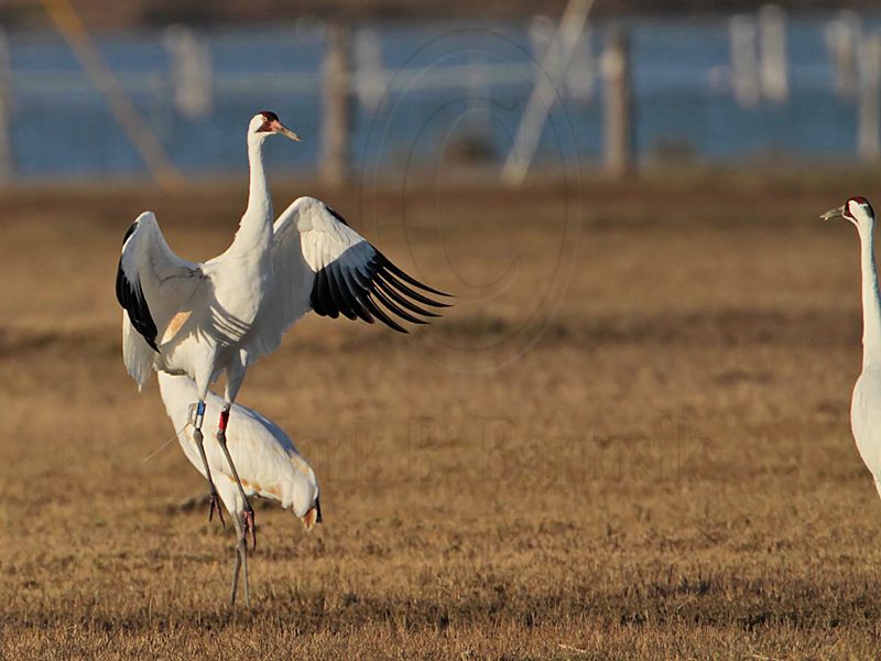 _MG_8216 Whooping Crane.jpg