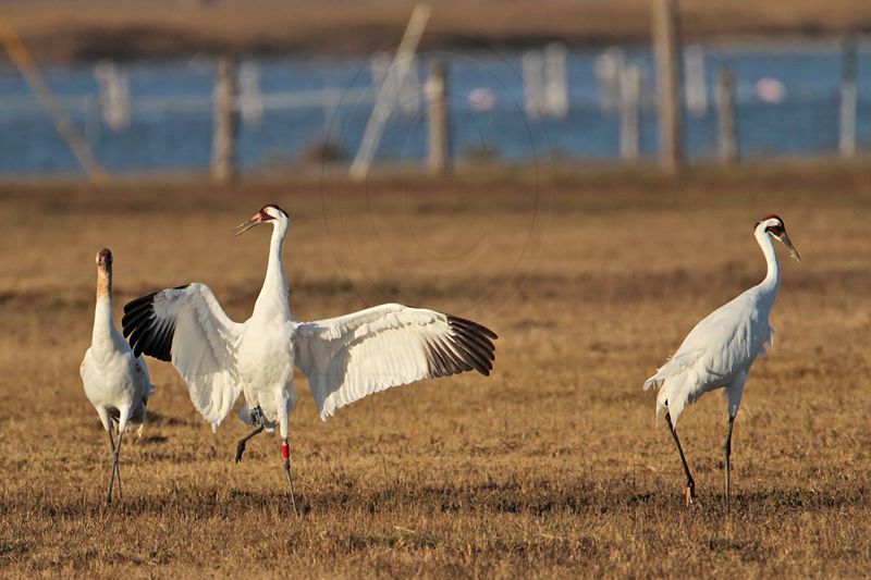 _MG_8233 Whooping Crane.jpg