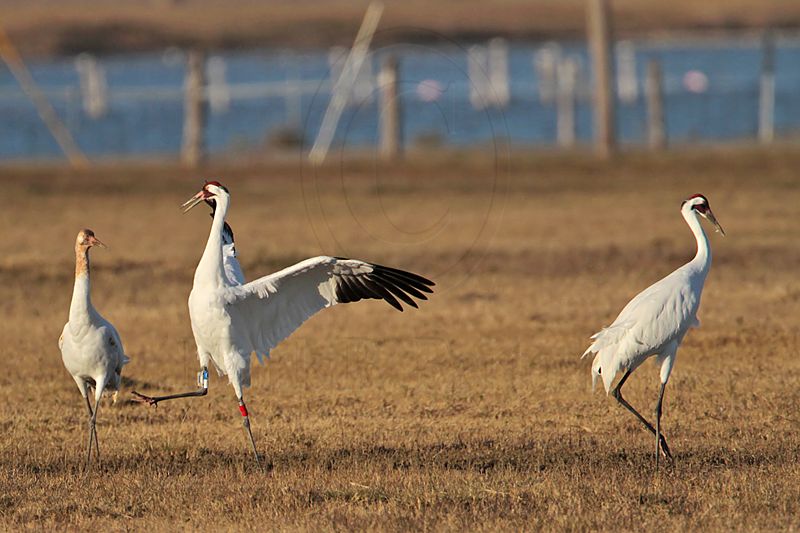 _MG_8234 Whooping Crane.jpg