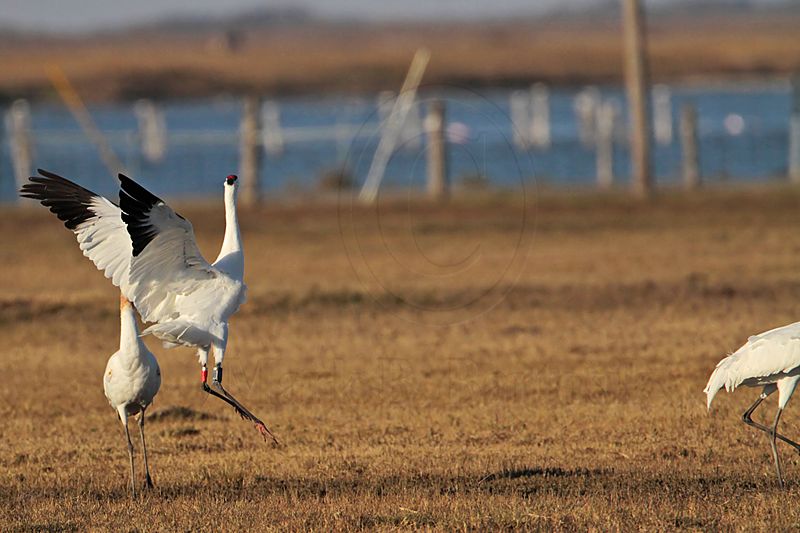 _MG_8247 Whooping Crane.jpg