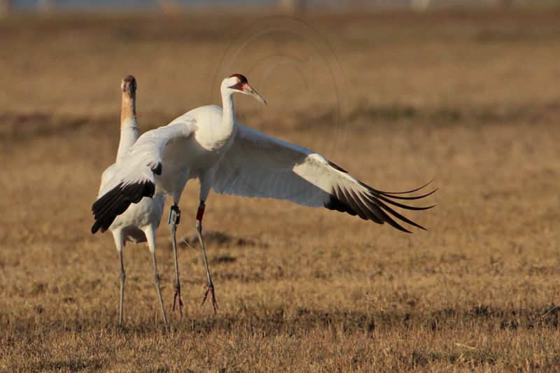 _MG_8268 Whooping Crane.jpg