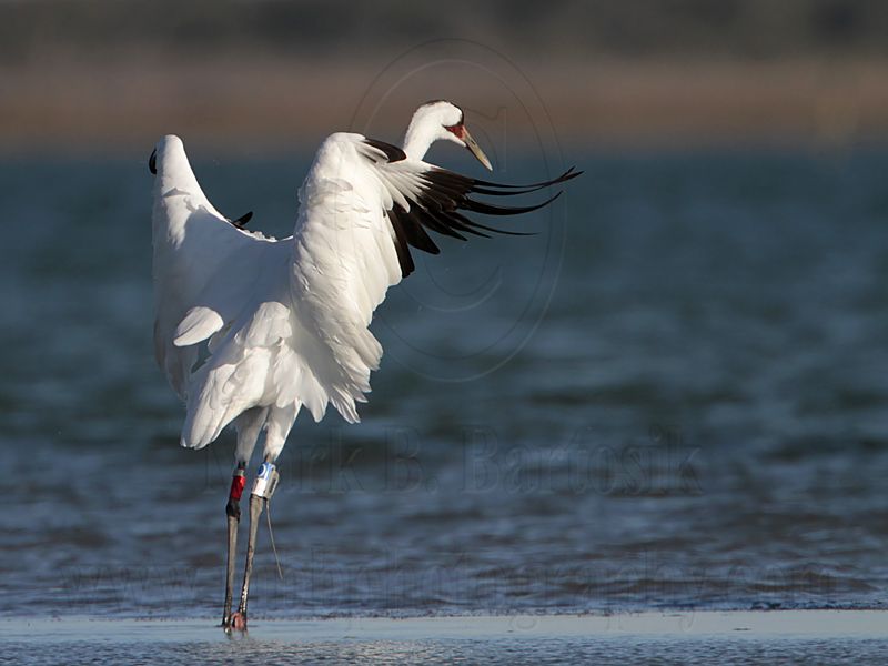 _MG_9465 Whooping Crane.jpg