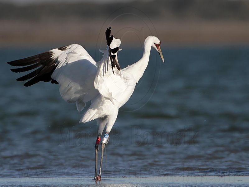 _MG_9467 Whooping Crane.jpg