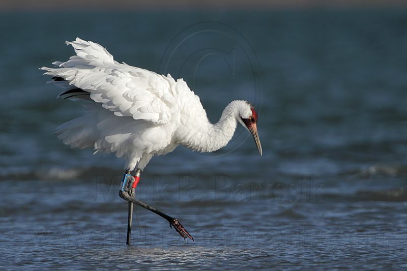 _MG_9535 Whooping Crane.jpg