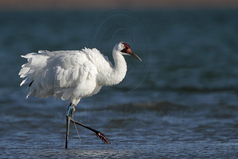 _MG_9540 Whooping Crane.jpg