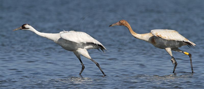 _MG_4228 Whooping Crane.jpg