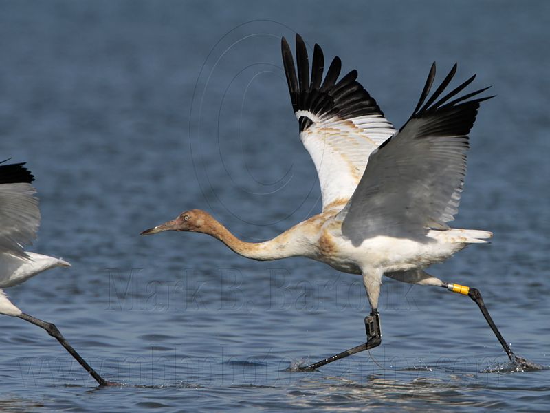 _MG_4232 Whooping Crane.jpg