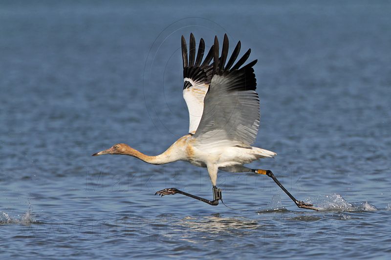 _MG_4237 Whooping Crane.jpg
