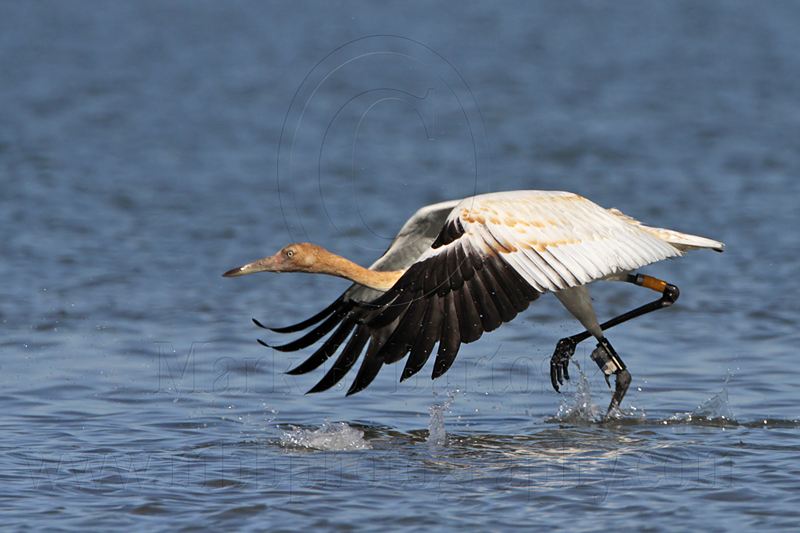 _MG_4238 Whooping Crane.jpg