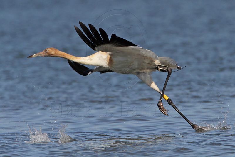 _MG_4239 Whooping Crane.jpg