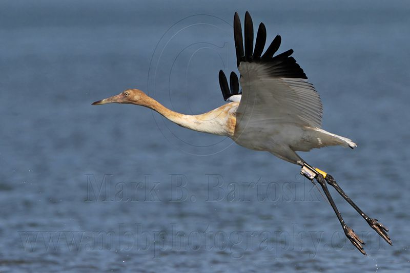 _MG_4241 Whooping Crane.jpg