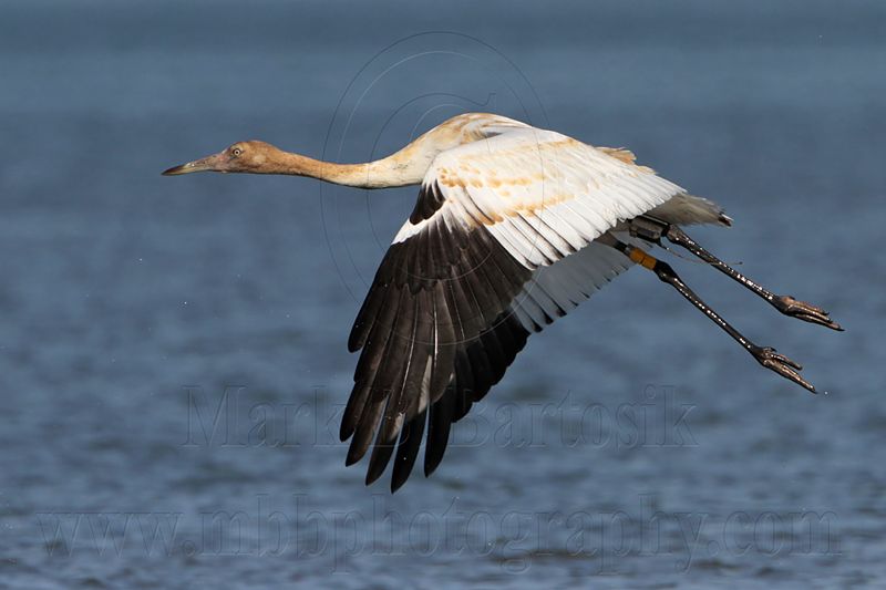 _MG_4242 Whooping Crane.jpg