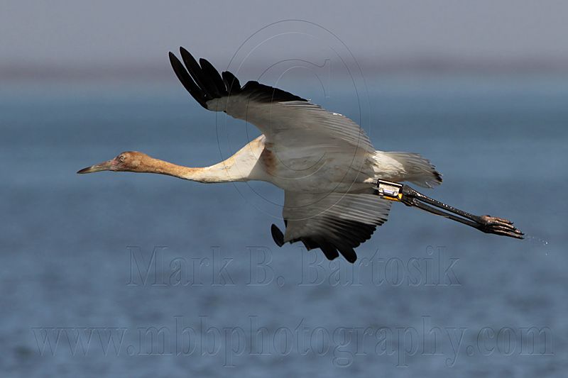 _MG_4244 Whooping Crane.jpg