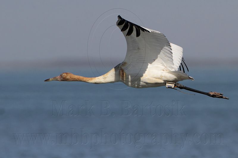 _MG_4248 Whooping Crane.jpg