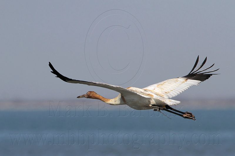 _MG_4265 Whooping Crane.jpg