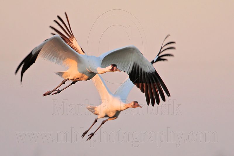 _MG_8377 Whooping Crane.jpg