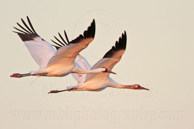 _MG_8429 Whooping Crane.jpg