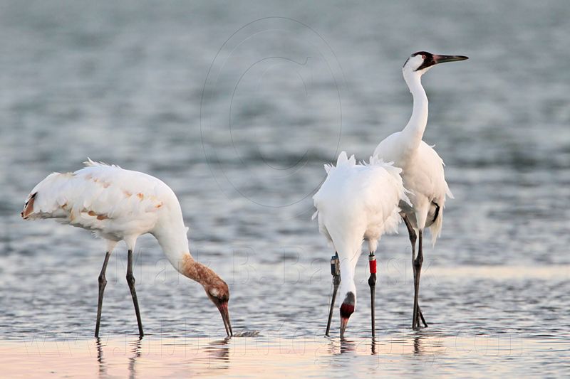 _MG_8633 Whooping Crane.jpg