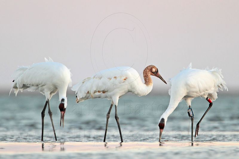 _MG_8738 Whooping Crane.jpg
