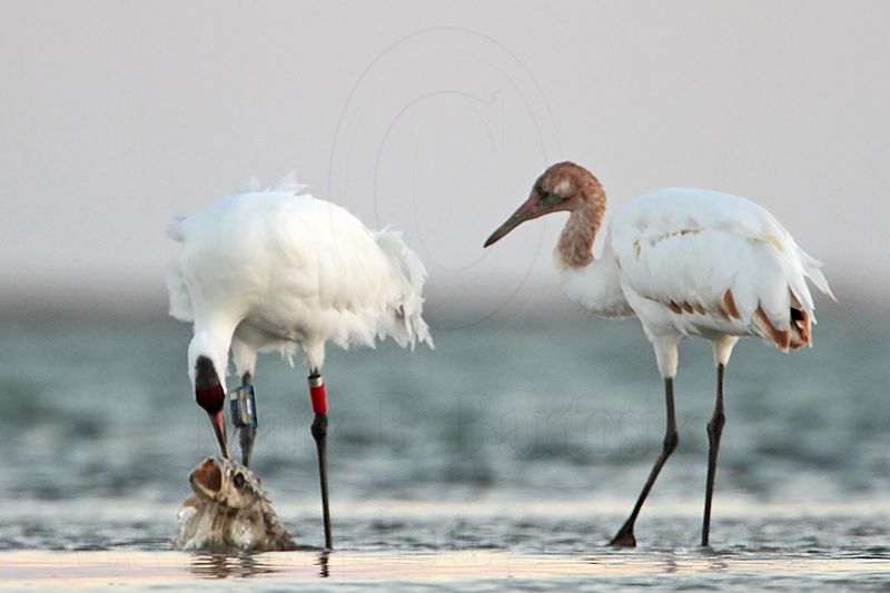 _MG_8792 Whooping Crane.jpg